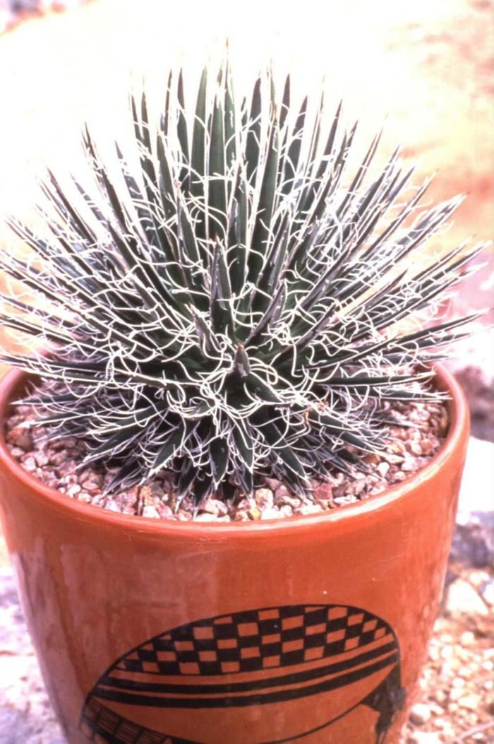 Plant photo of: Agave multifilifera