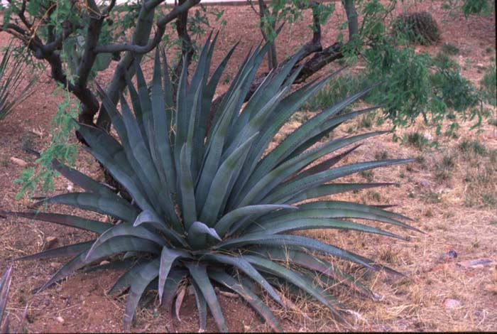 Plant photo of: Agave palmeri