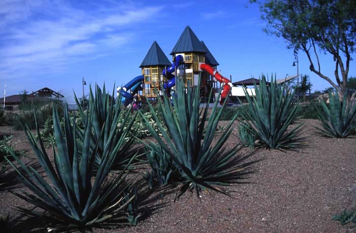 Plant photo of: Agave sisalana