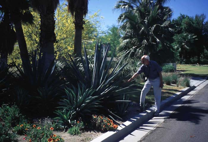 Plant photo of: Agave sisalana