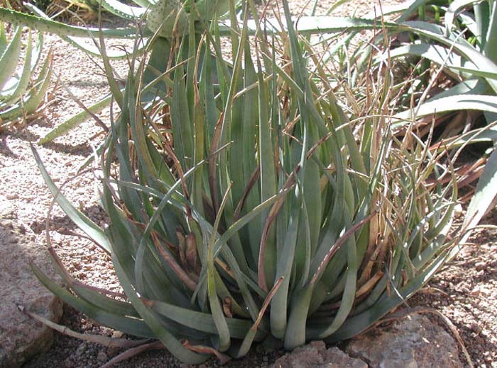 Plant photo of: Aloe cryptopoda