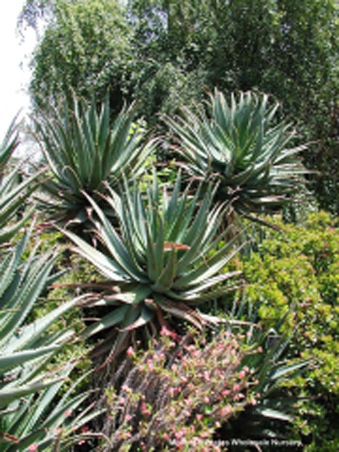 Plant photo of: Aloe dichotoma