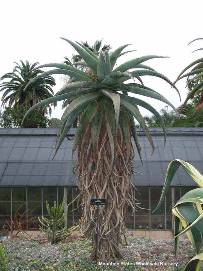 Plant photo of: Aloe marlothii