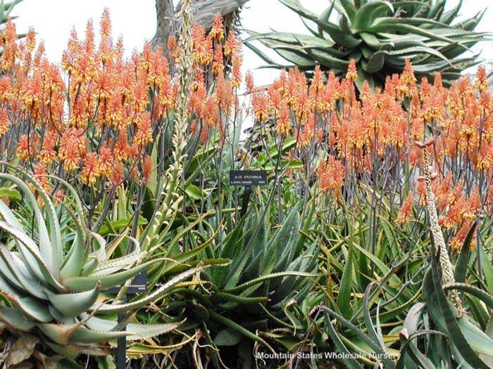 Plant photo of: Aloe spectabilis