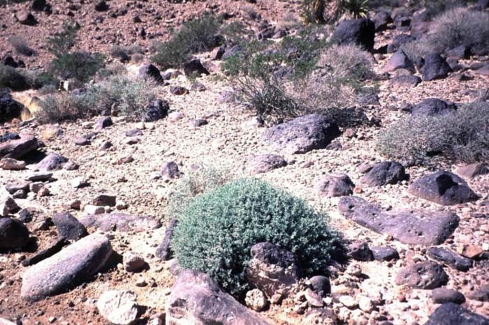 Plant photo of: Ambrosia dumosa