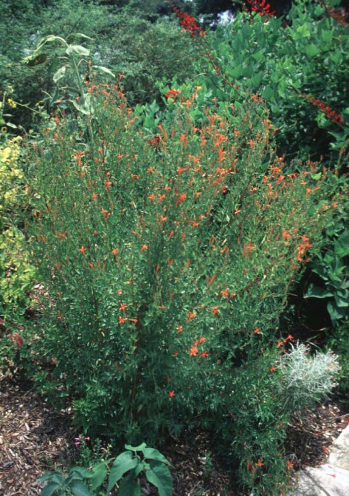 Plant photo of: Anisacanthus quadrifidus v. wrightii