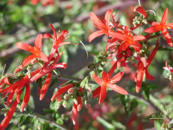 Plant photo of: Anisacanthus quadrifidus v. wrightii