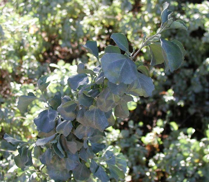 Plant photo of: Atriplex nummularia