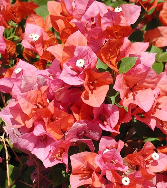 Plant photo of: Bougainvillea X 'Rosenka'