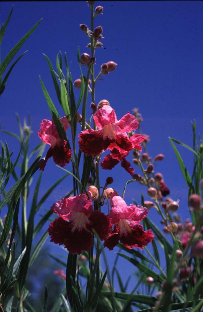 Plant photo of: Chilopsis linearis 'Lucretia Hamilton'