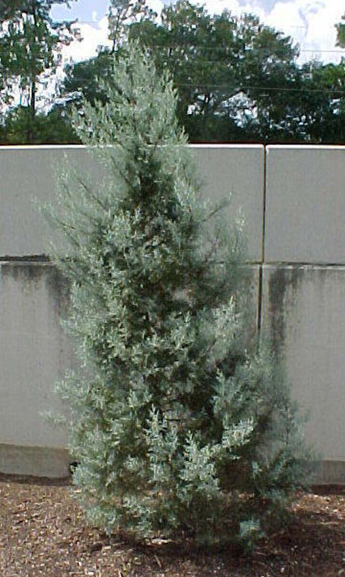 Plant photo of: Cupressus arizonica 'Blue Ice'