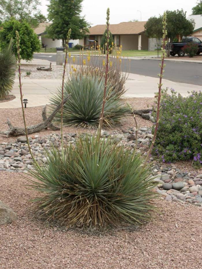 Plant photo of: Dasylirion quadrangulatum