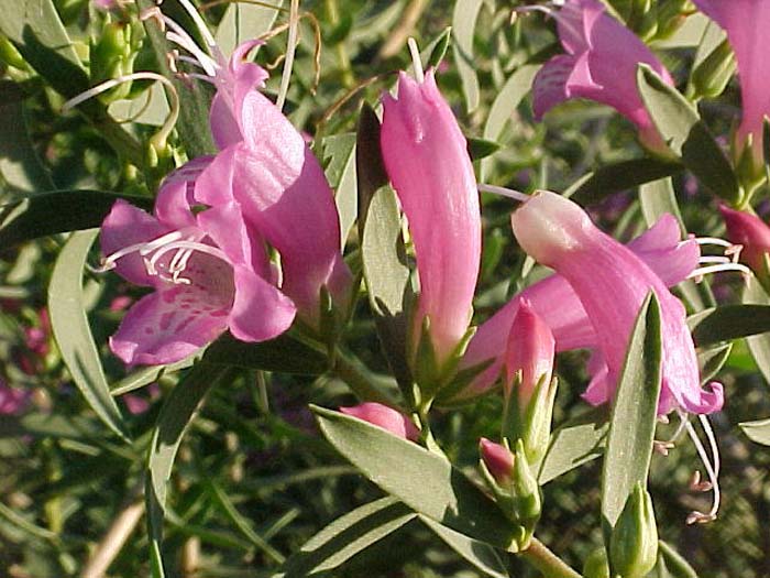 Plant photo of: Eremophila laanii 'Pink Beauty'