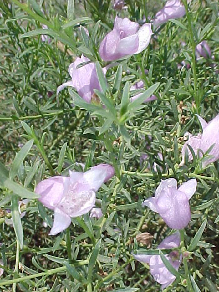 Plant photo of: Eremophila sp. 'Summertime Blue'