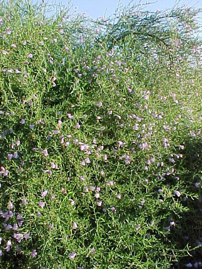 Plant photo of: Eremophila sp. 'Summertime Blue'