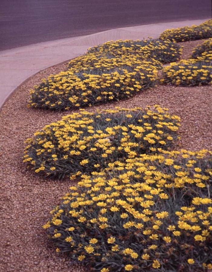 Plant photo of: Gazania rigens 'Sun Gold'