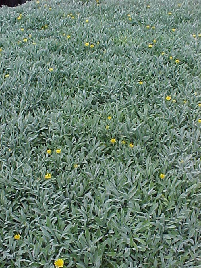 Plant photo of: Gazania rigens 'Sun Gold'