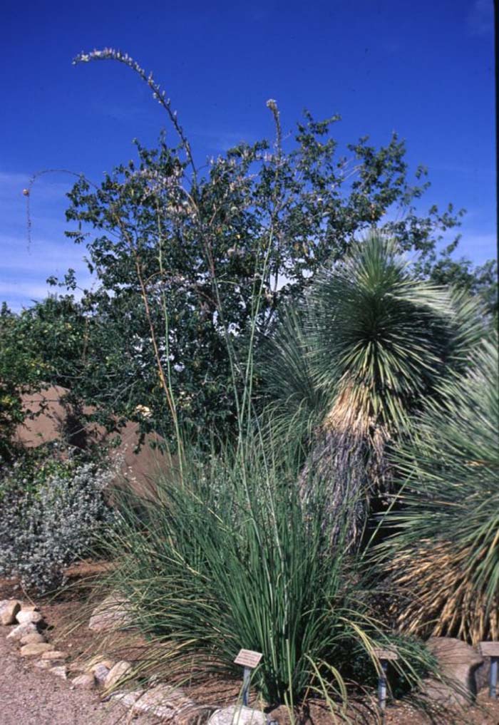 Plant photo of: Hesperaloe nocturna