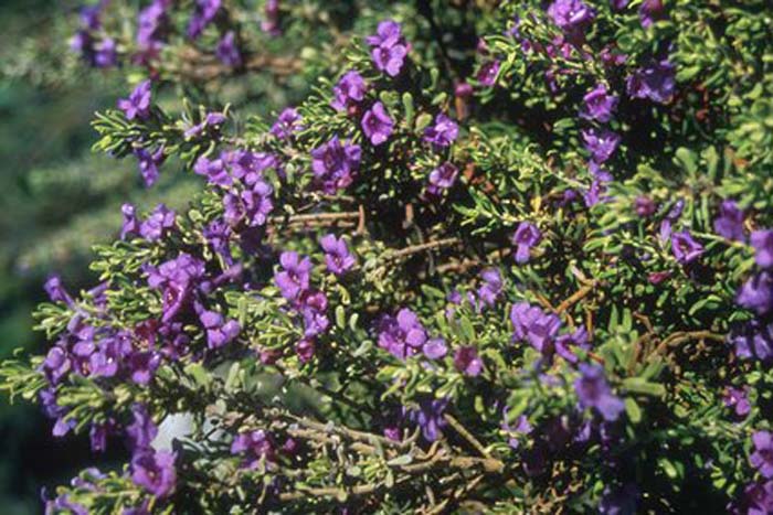Plant photo of: Leucophyllum revolutum 'Houdini '