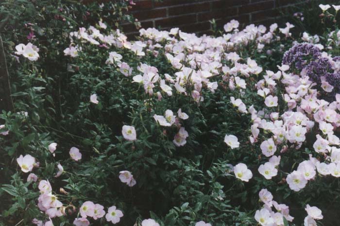 Plant photo of: Oenothera speciosa