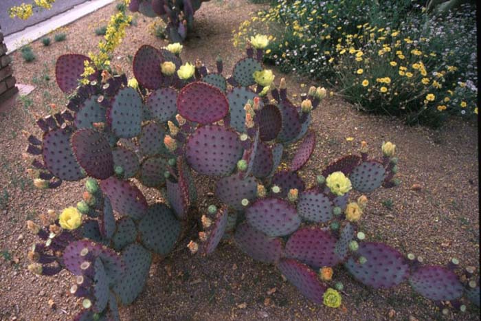 Plant photo of: Opuntia santa-rita 'Tubac'