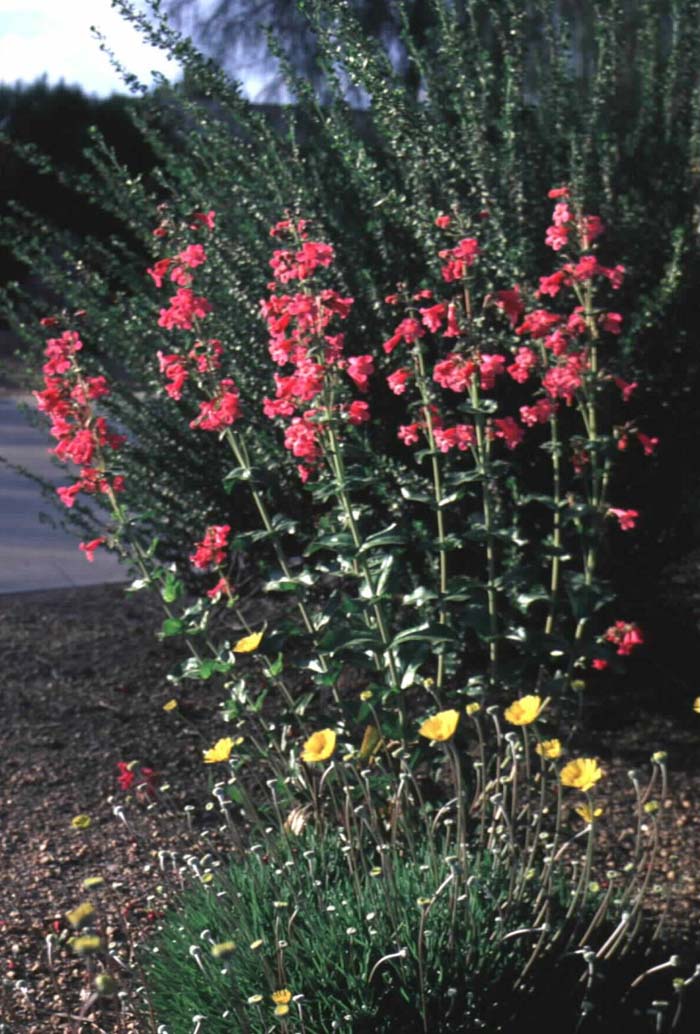 Plant photo of: Penstemon triflorus