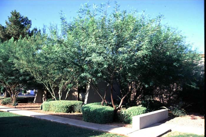 Plant photo of: Prosopis hybrid 'Phoenix'