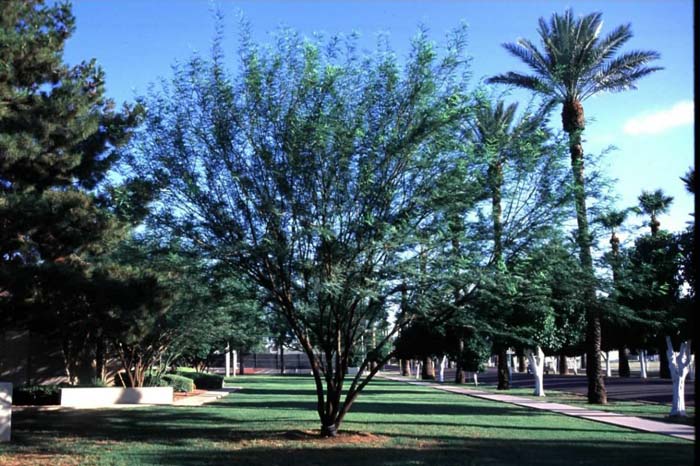 Plant photo of: Prosopis hybrid 'Phoenix'