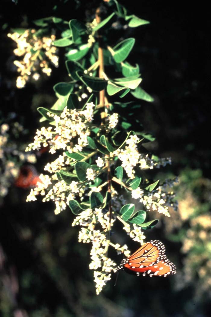 Plant photo of: Rhus trilobata