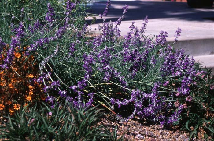 Plant photo of: Salvia farinacea  'Texas Violet'