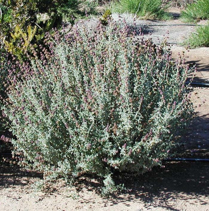 Plant photo of: Salvia x 'Trident'