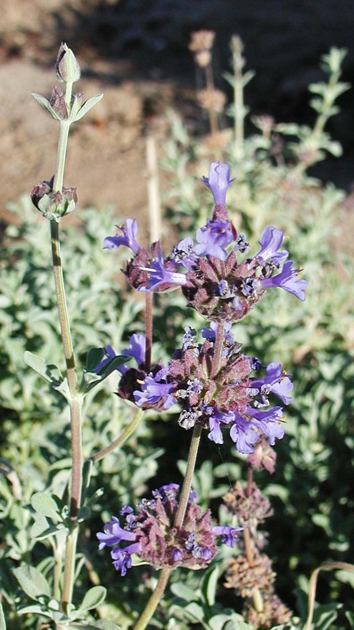 Plant photo of: Salvia x 'Trident'