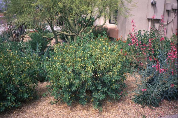 Plant photo of: Senna oliogophylla