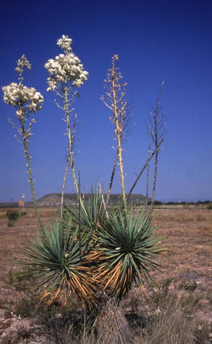 Plant photo of: Yucca thompsoniana