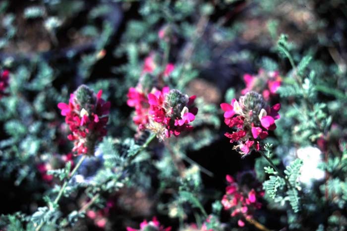 Plant photo of: Dalea versicolor v. sessilis