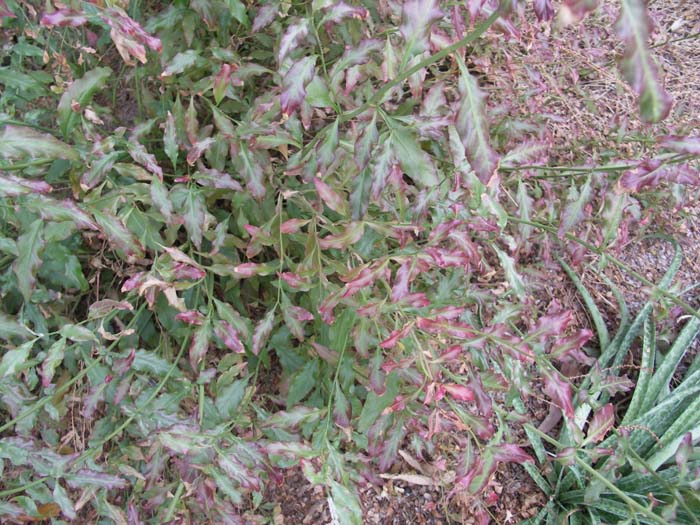 Plant photo of: Plumbago scandens