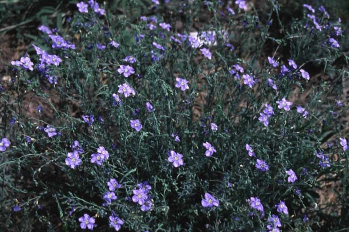 Plant photo of: Linum lewisii