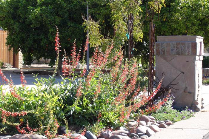 Plant photo of: Penstemon eatonii