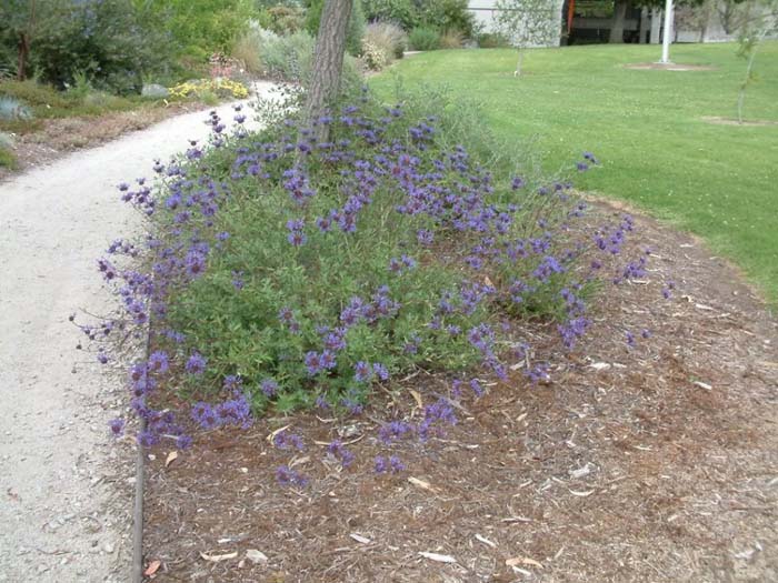 Plant photo of: Salvia clevelandii