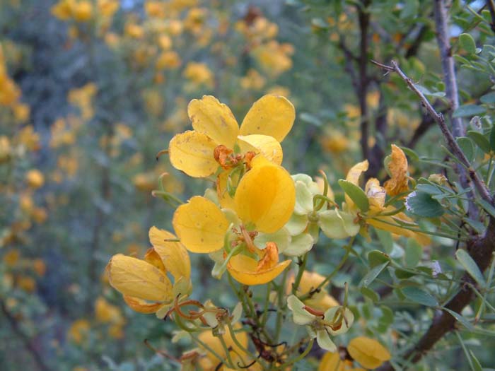 Plant photo of: Senna wislizenii