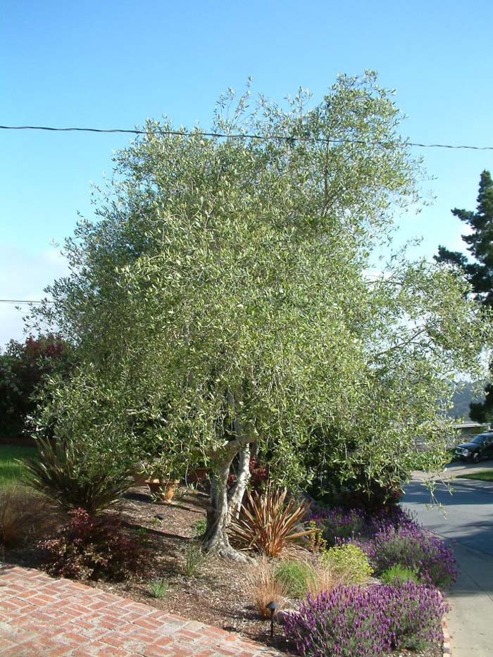 Plant photo of: Olea europaea