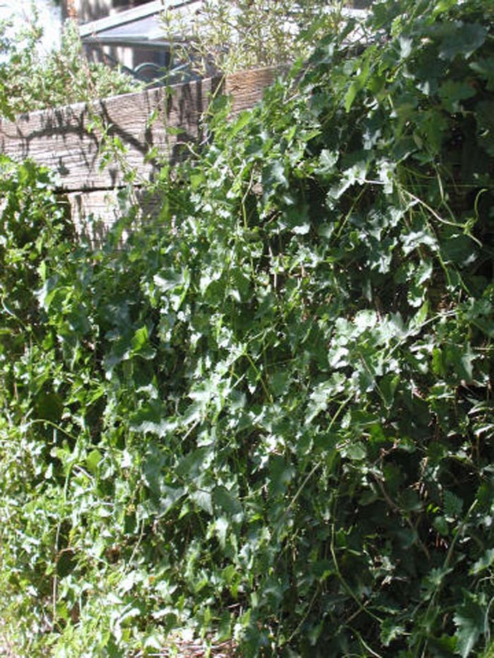 Plant photo of: Cissus trifoliata