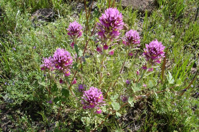 Plant photo of: Orthocarpus purpurascens