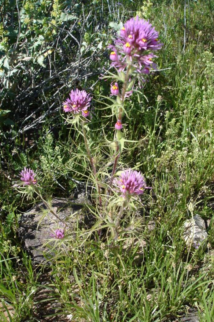 Plant photo of: Orthocarpus purpurascens