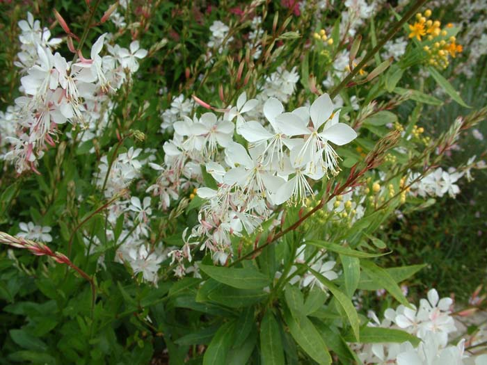 Plant photo of: Gaura lindheimeri