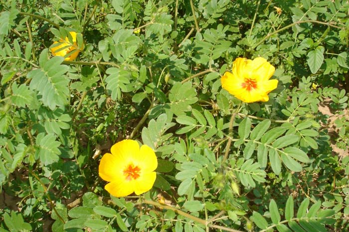 Plant photo of: Kallstroemia grandiflora