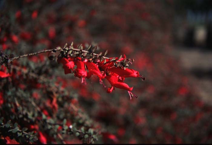 Plant photo of: Eremophila maculata v. brevifolia