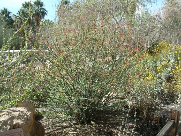 Plant photo of: Fouquieria macdougalii