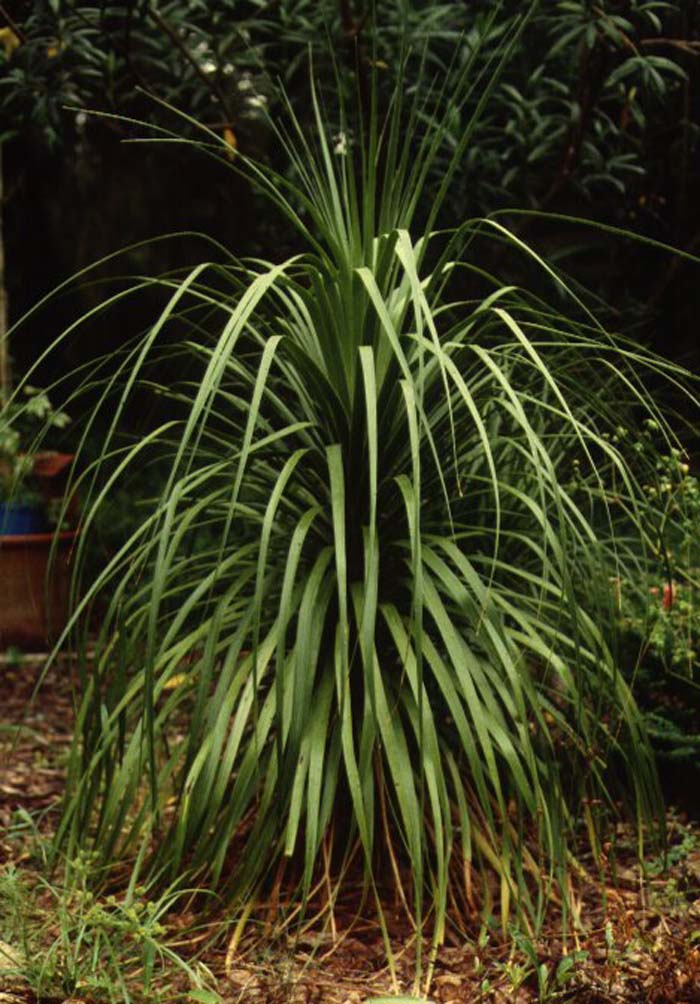 Plant photo of: Beaucarnea recurvata