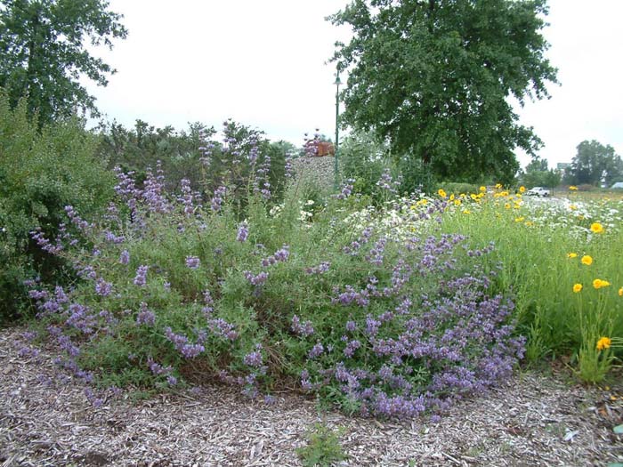 Plant photo of: Salvia X clevelandii 'Allen Chickering'